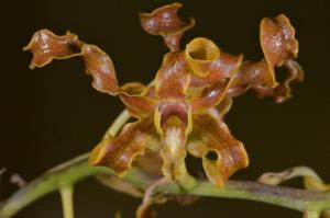 Dendrobium discolor