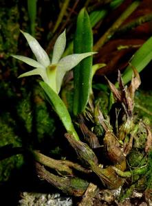 Dendrobium yulianiae