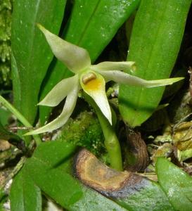 Dendrobium yulianiae