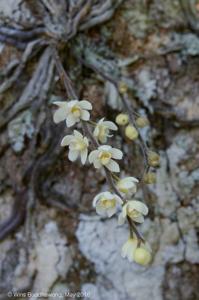 Chiloschista exuperei