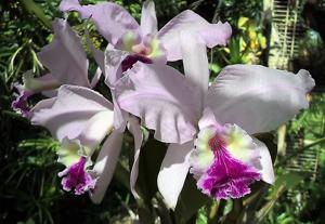 Cattleya lueddemanniana