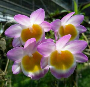 Dendrobium crepidatum