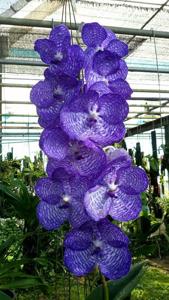 Vanda coerulea