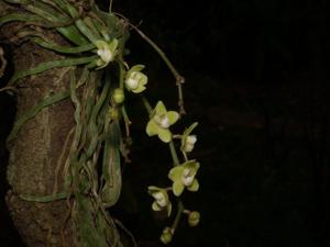 Chiloschista parishii