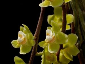 Chiloschista parishii