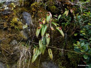 Pleurothallis nephroglossa
