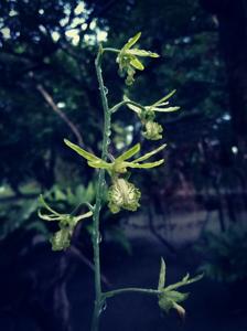 Eulophia andamanensis