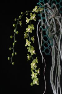Chiloschista viridiflava