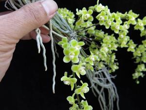 Chiloschista viridiflava