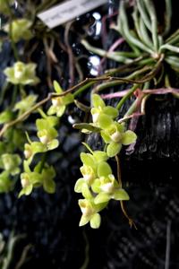 Chiloschista viridiflava
