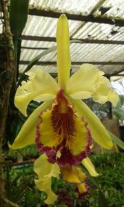 Cattleya dowiana var. aurea