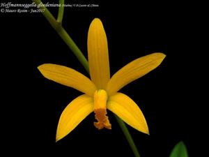 Cattleya gloedeniana