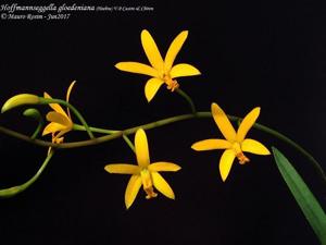 Cattleya gloedeniana