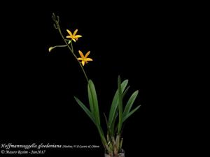 Cattleya gloedeniana