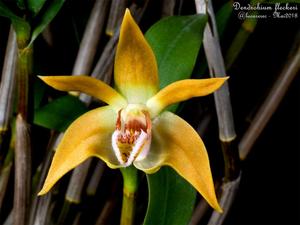 Dendrobium fleckeri