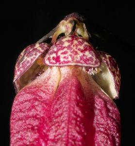 Bulbophyllum plumatum