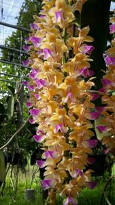 Aerides houlletiana