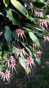 Bulbophyllum sanguineopunctatum