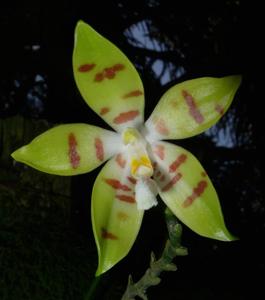 Phalaenopsis sumatrana