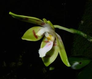 Phalaenopsis sumatrana