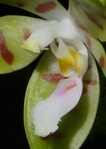 Phalaenopsis sumatrana