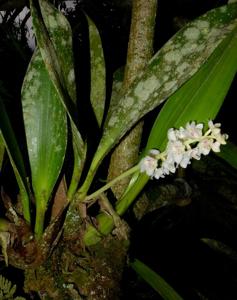 Bryobium hyacinthoides