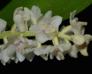 Bryobium hyacinthoides