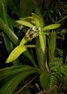 Coelogyne fonstenebrarum