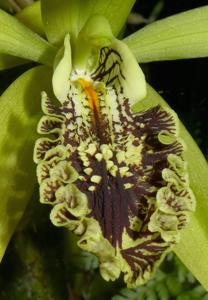 Coelogyne fonstenebrarum