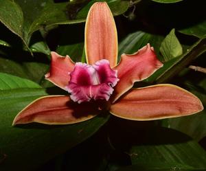 Sobralia atropubescens