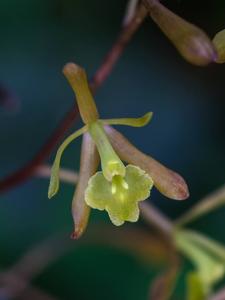 Epidendrum conopseum