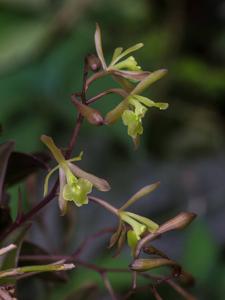 Epidendrum conopseum