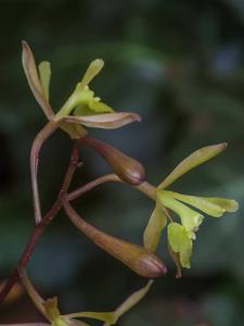 Epidendrum conopseum