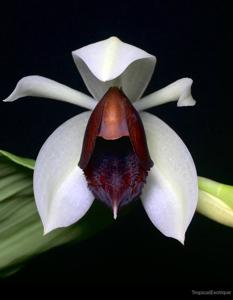 Coelogyne usitana