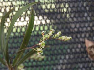 Plectorrhiza beckleri