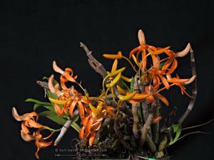 Dendrobium unicum