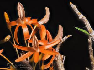 Dendrobium unicum