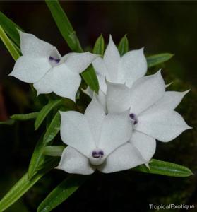 Dendrobium subuliferum