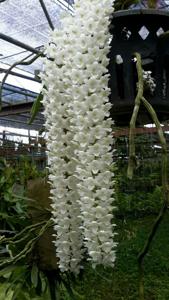 Rhynchostylis retusa