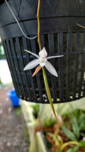 Coelogyne bilamellata