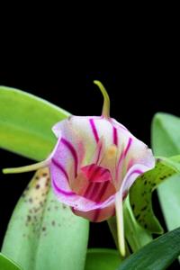 Masdevallia yungasensis