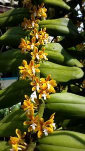 Trichoglottis orchidea