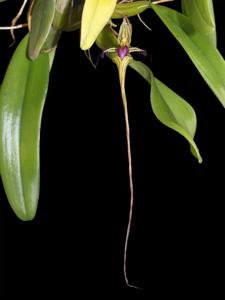 Bulbophyllum appendiculatum