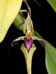 Bulbophyllum appendiculatum