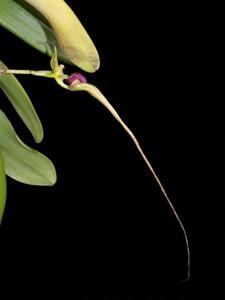 Bulbophyllum appendiculatum