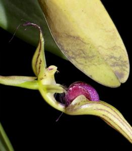 Bulbophyllum appendiculatum