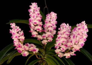 Rhynchostylis coelestis