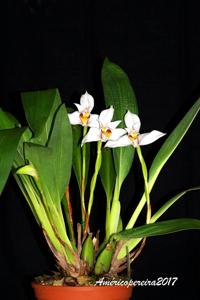 Maxillaria grandiflora