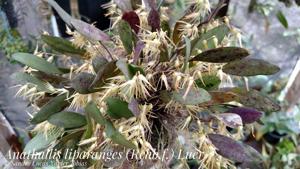 Anathallis liparanges