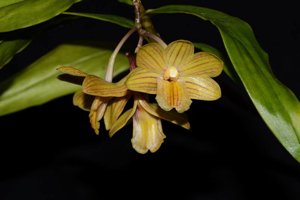 Dendrobium sarawakense